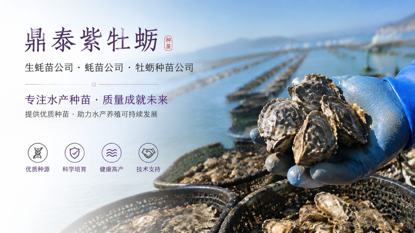 长春为南北养殖场提供三倍体生蚝苗方案